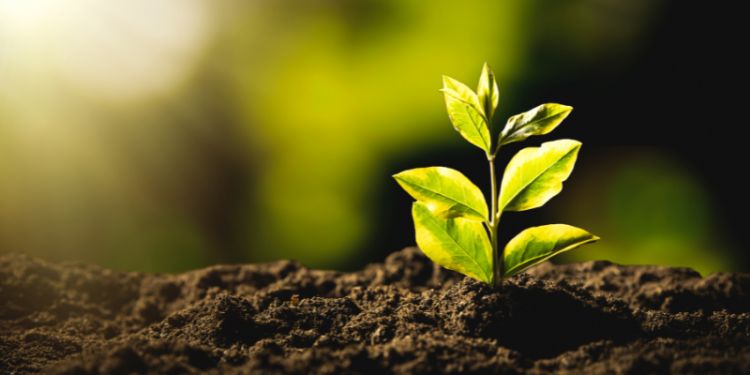 a tiny tree growing from soil