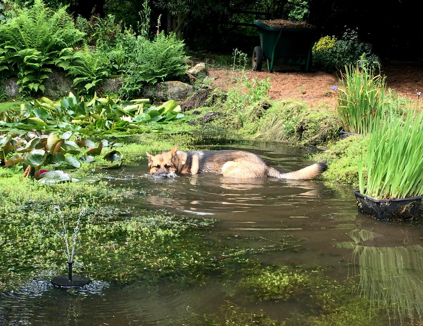 Finn dog in pond