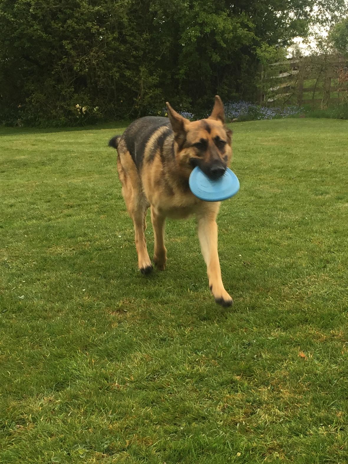 Finn the dog with frisbee