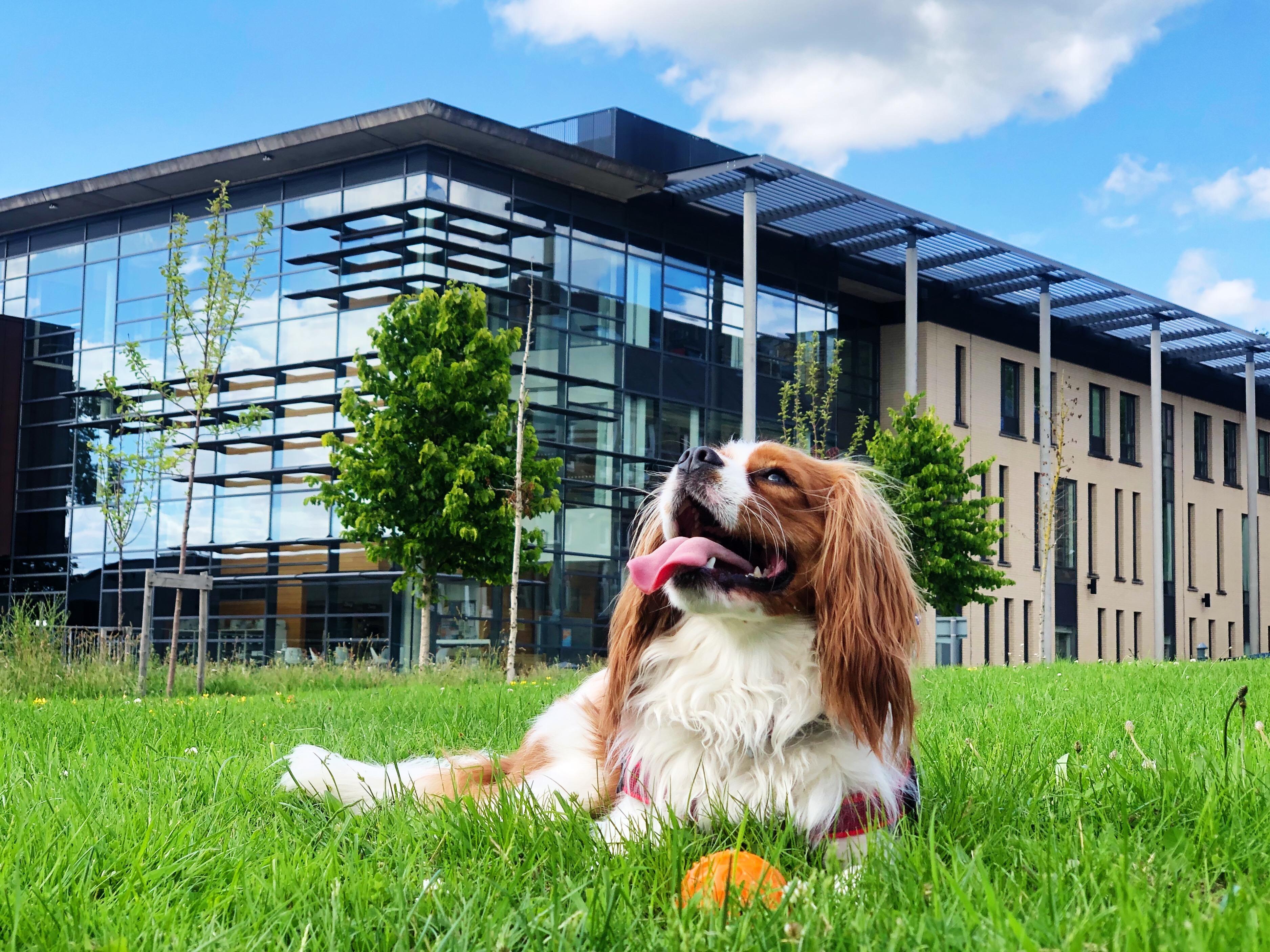 Introducing: Finn and Sugar – Dogs of the School of Law