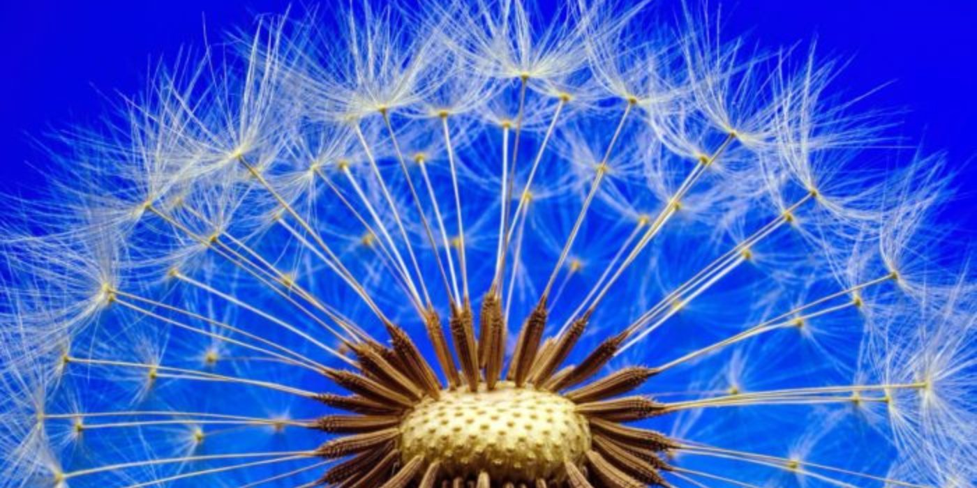Dandelion head