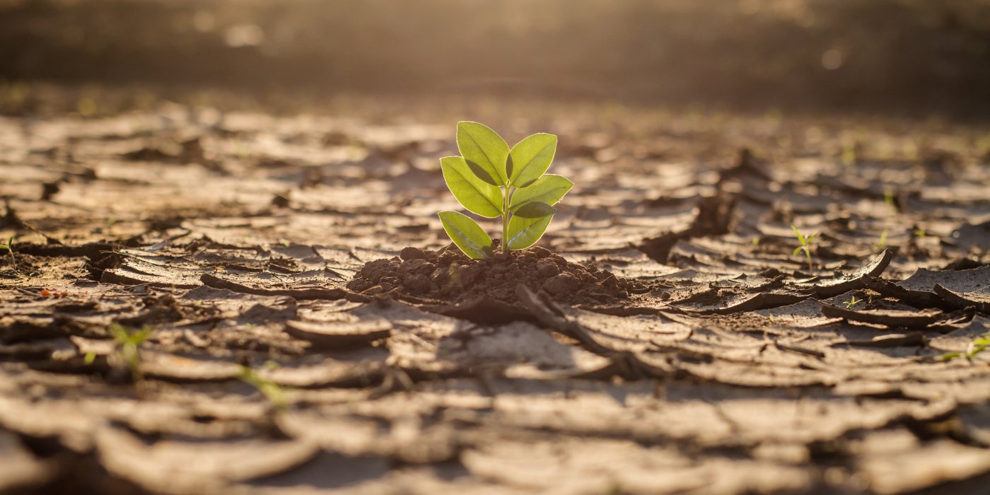 Green shoot growing out of dry earth