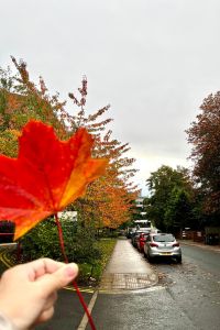 Image shows a hand holding a red leaf in from of a road that has cars parked along the left hand side and part of the University of Leeds in the background.