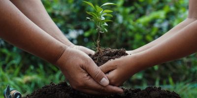 Decorative image: two people plant tree together; close up of hands and arms with seedling above soil.