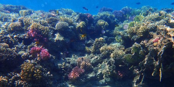 Coral Reef