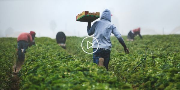 Farm worker in field carrying a box of produce