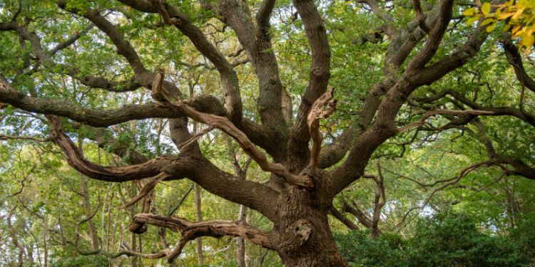 School of Law launches groundbreaking research group to tackle ecological law and justice concerns
