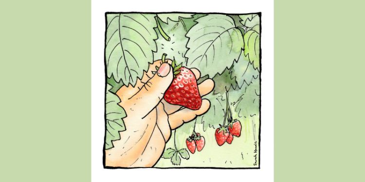 Illustration shows a hand, close up, picking a ripe strawberry from its stem, amid pastel-green leaves and two other clusters of strawberries, three per cluster. The illustration comprises watercolour-style pastel colouring and black inked linework.