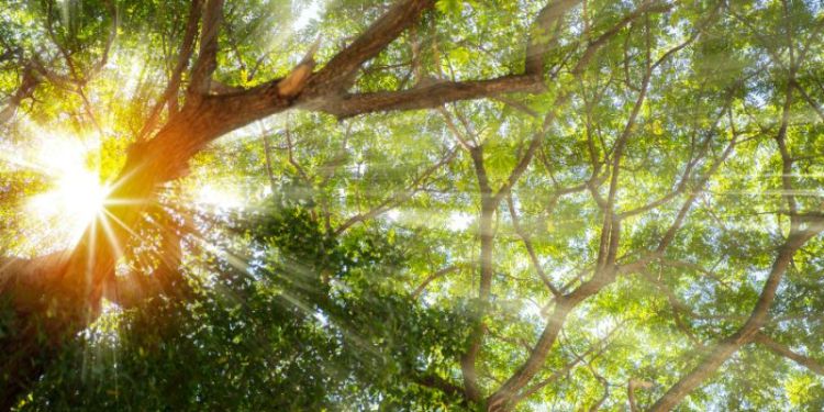 sunlight through trees