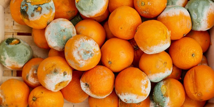 Mouldy oranges