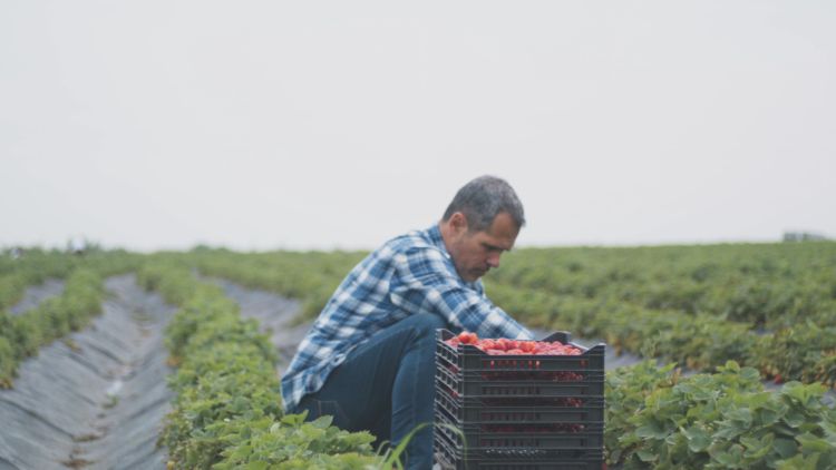 Person picking crops