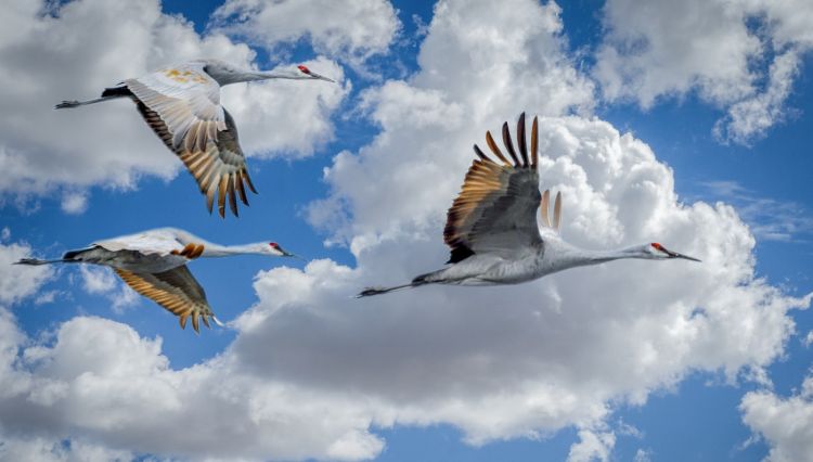Migrating birds flying